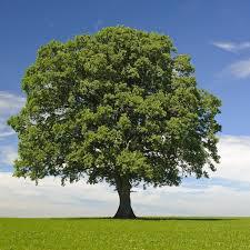 tree2